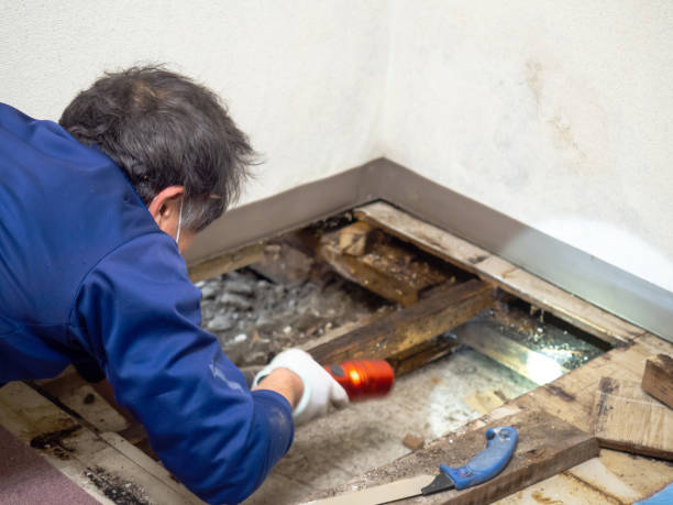 Mold Removal and Inspection in Brewster, NY