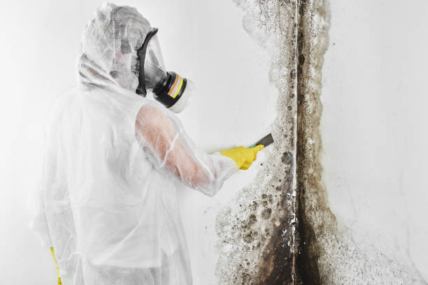 Best Mold Removal Process  in Brewster, NY