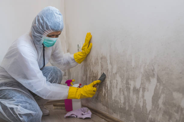 Best Mold Removal and Inspection  in Brewster, NY