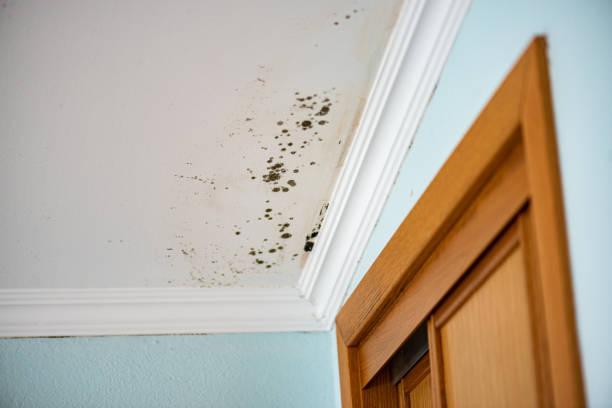 Best Black Mold Removal  in Brewster, NY