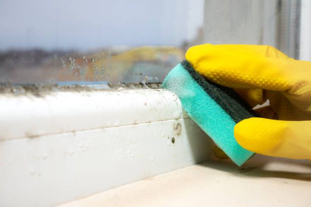 Best Professional Mold Removal  in Brewster, NY