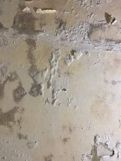 Best Mold Remediation  in Brewster, NY