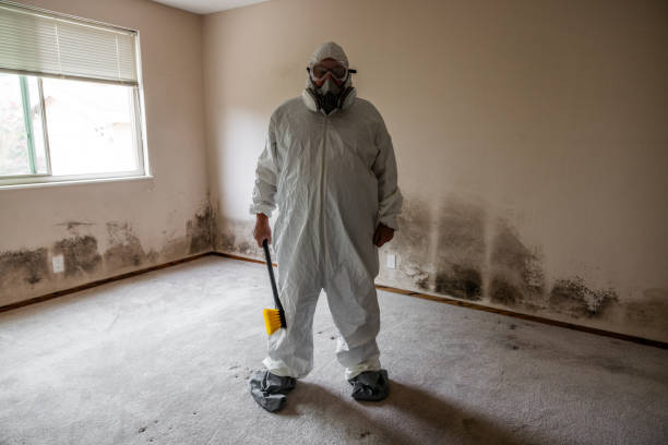 Home Mold Removal in Brewster, NY