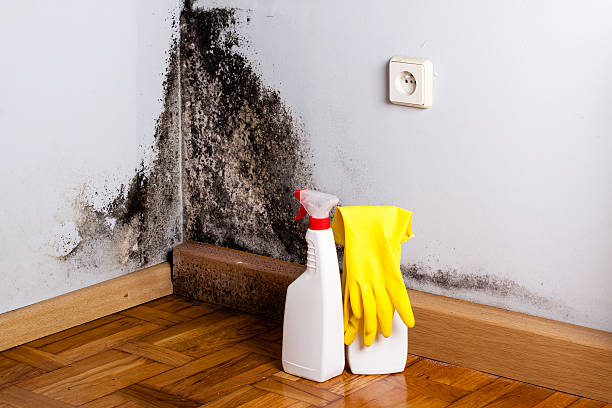 Mold Removal Process in Brewster, NY