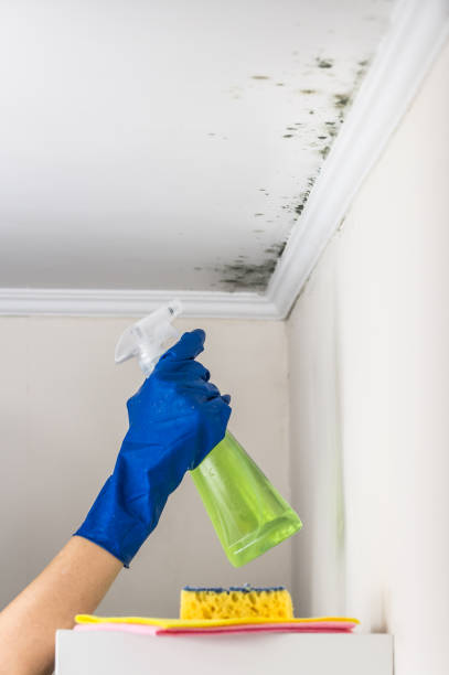 Best Home Mold Removal  in Brewster, NY